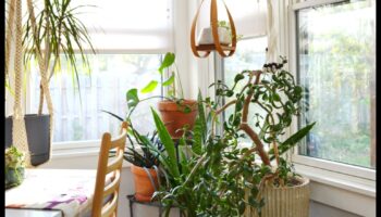 أحلام الغابة الداخلية: تصميم المساحات الخضراء المورقة في الداخل