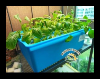 الجنة بحجم الجيب: البستنة الحضرية المبسطة