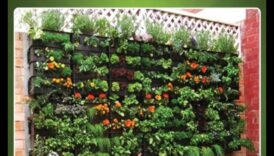 الجنة بحجم الجيب: البستنة الحضرية المبسطة