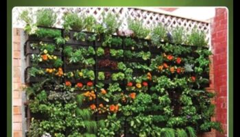 الجنة بحجم الجيب: البستنة الحضرية المبسطة