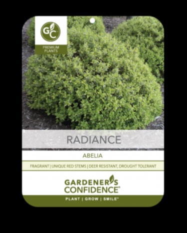 التألق على مدار العام: دليلك للصيانة المتسقة للحديقة