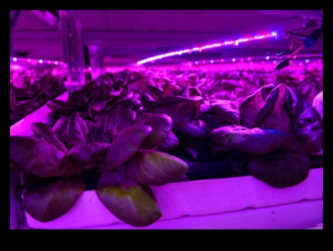 الحصاد اللانهائي: الدفيئة باونتي بيكونز