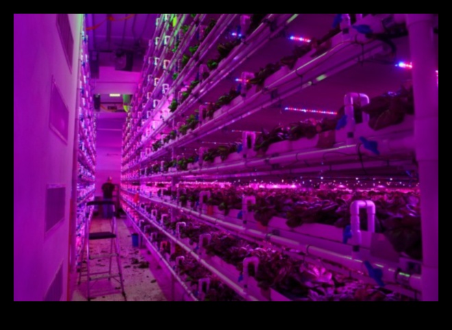 الحصاد اللانهائي: الدفيئة باونتي بيكونز