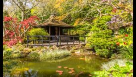 الخيزران والبونساي: كنوز الحديقة اليابانية