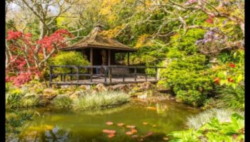 الخيزران والبونساي: كنوز الحديقة اليابانية