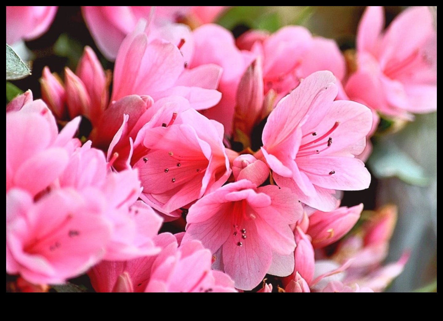 سمفونية الأزهار: تنسيق الطبيعة مع الصيانة المدروسة للحديقة