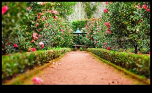 سمفونية الأزهار: تنسيق الطبيعة مع الصيانة المدروسة للحديقة