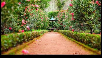 سمفونية الأزهار: تنسيق الطبيعة مع الصيانة المدروسة للحديقة