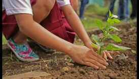 أكثر خضرة معًا: ممارسات تعاونية للعناية المثلى بالحدائق