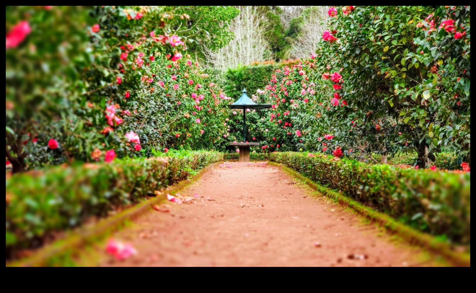 تصميم عدن: نصائح احترافية لصياغة حديقة أحلامك