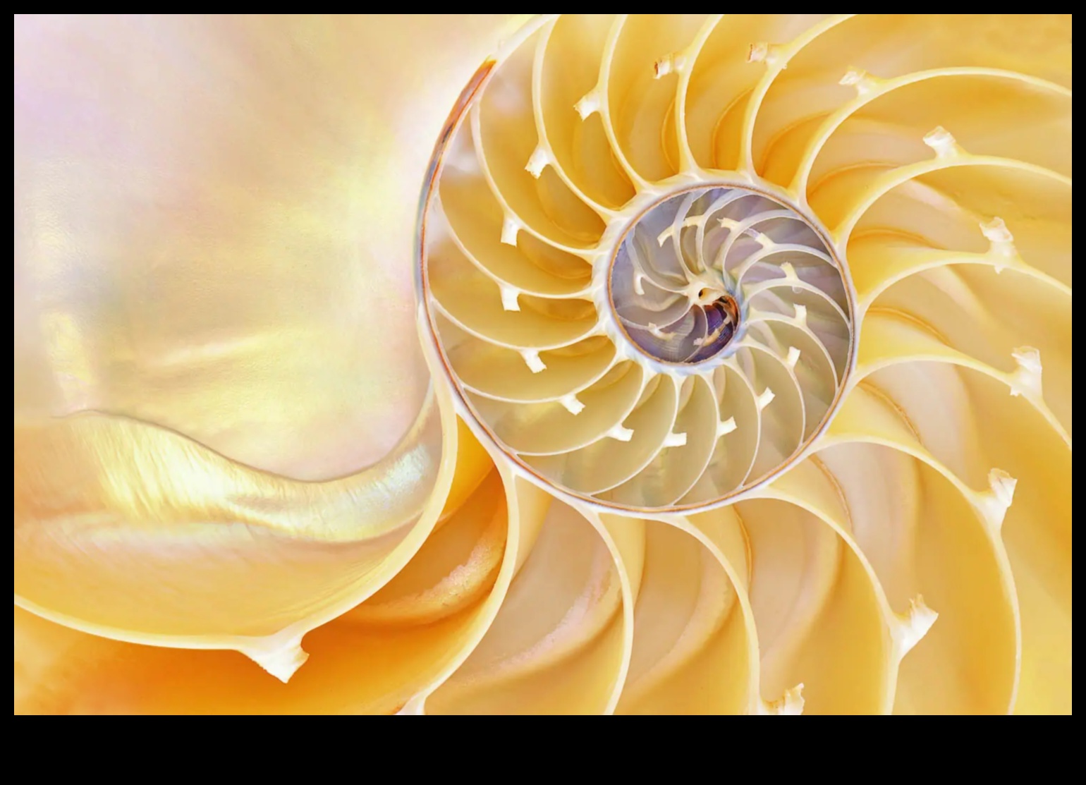 وجهات نظر معقدة: إتقان الحرفة الدقيقة للتصوير الماكرو