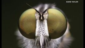 وجهات دراسة معقدة: برهان لإتقان الحرفة الدقيقة للتصوير الماكرو 3 وجهات نظر معقدة: إتقان الحرفة الدقيقة للتصوير الماكرو