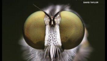 وجهات نظر معقدة: إتقان الحرفة الدقيقة للتصوير الماكرو