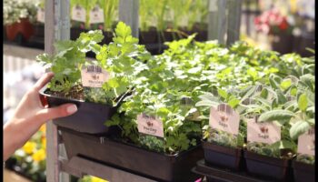 الطبيعة المغذية: استكشاف سحر البستنة العضوية