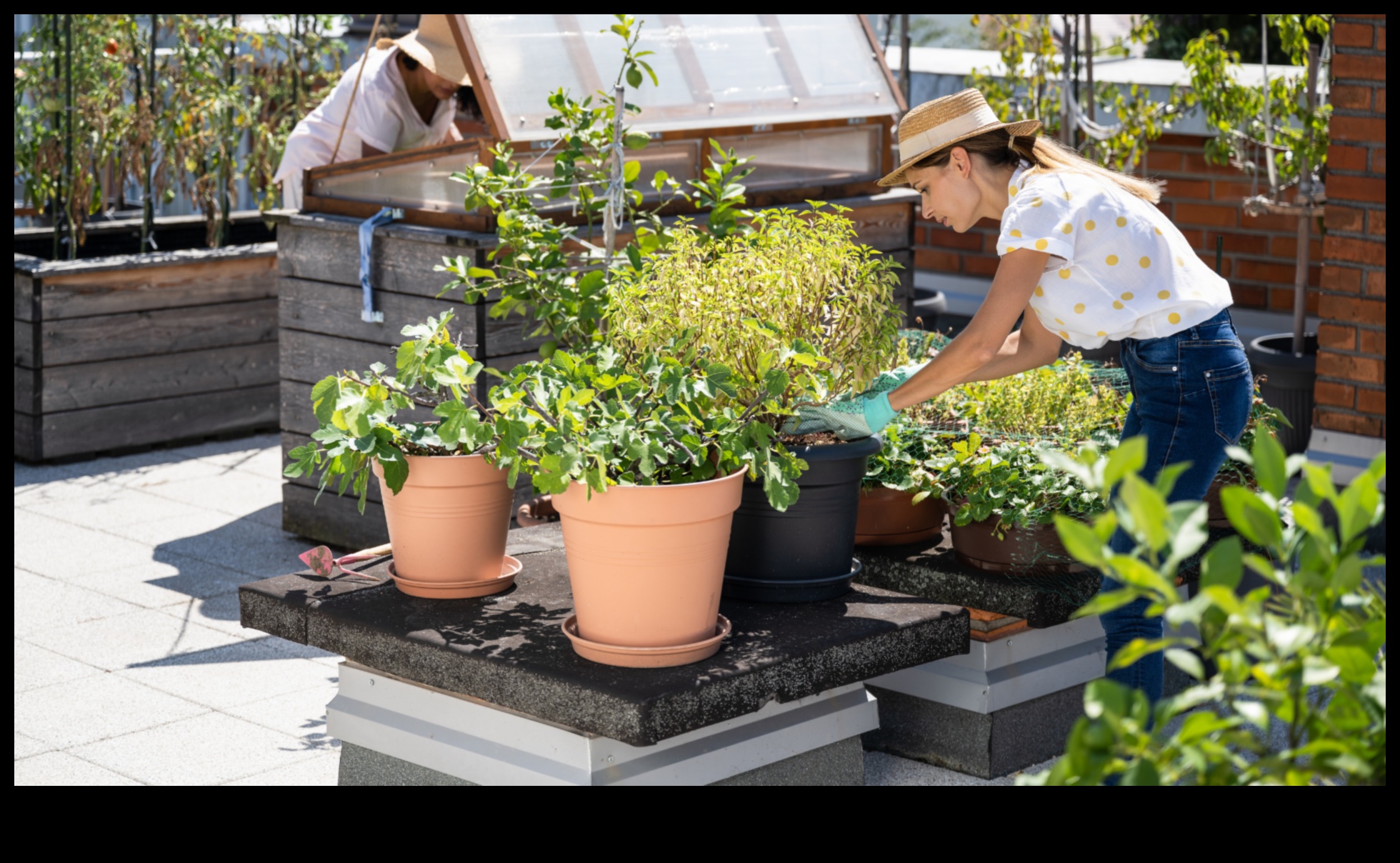 مدينة الخضر: أساسيات البستنة الحضرية للمبتدئين