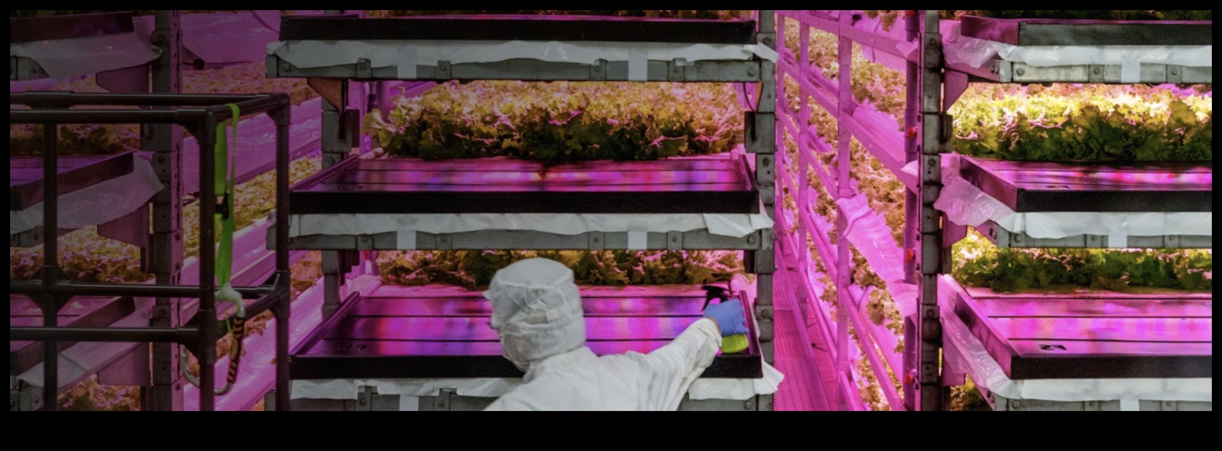 مدينة الخضر: أساسيات البستنة الحضرية للمبتدئين