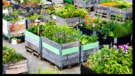 مدينة الخضر: أساسيات البستنة الحضرية للمبتدئين