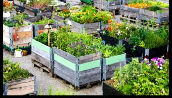 مدينة الخضر: أساسيات البستنة الحضرية للمبتدئين