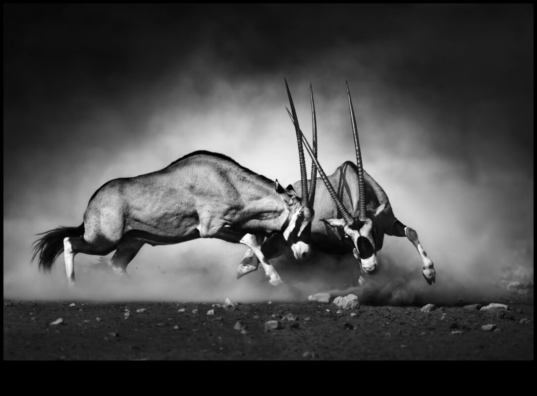 السحر أحادي اللون: إتقان فن الأسود والأبيض