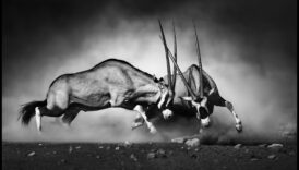 السحر أحادي اللون: إتقان فن الأسود والأبيض